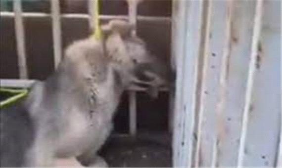 جزئیات دار زدن سگ‌ها توسط شهرداری تبریز