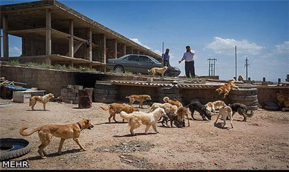 دوستداران محیط زیست اعتراض کردند؛ شهرداری تبریز عذرخواهی کرد