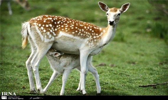 مدیریت یکپارچه اکوسیستمی در منطقه حفاظت شده مغان اعمال می شود