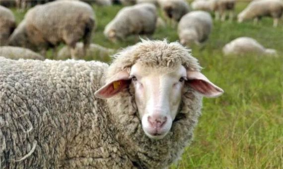 از هزینه های سنگین نگهداری تا شیوع بیماری!
