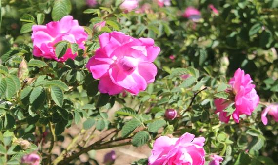 خلخال میزبان جشنواره گل محمدی