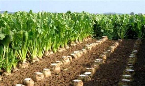 پرداخت 50 درصد مطالبات چغندرکاران آذربایجان غربی