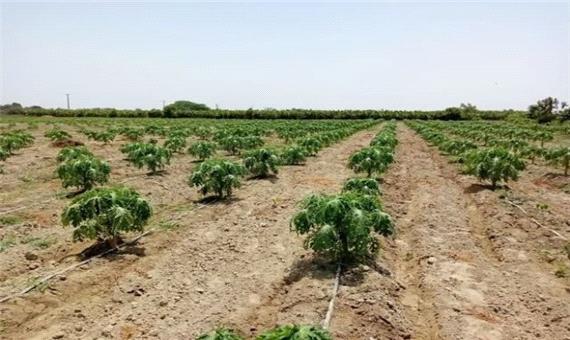 احداث 10 هکتار باغ جدید خربزه درختی در زرآباد