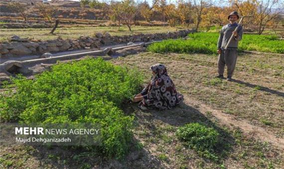 کشاورز در ایران هویت مستقل حقوقی ندارد/ضرورت ایجاد تشکلی فراگیر