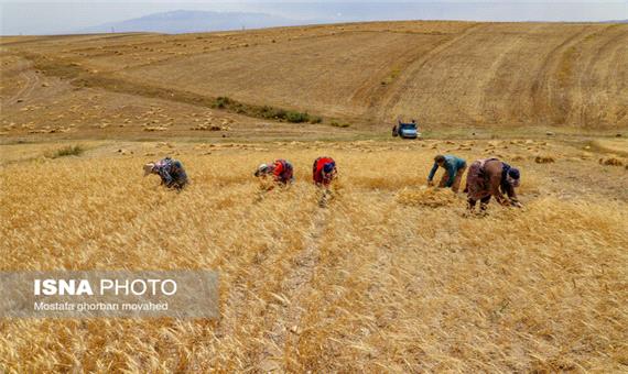 پیشنهاد قیمت 17 هزار تومانی گندم به دولت
