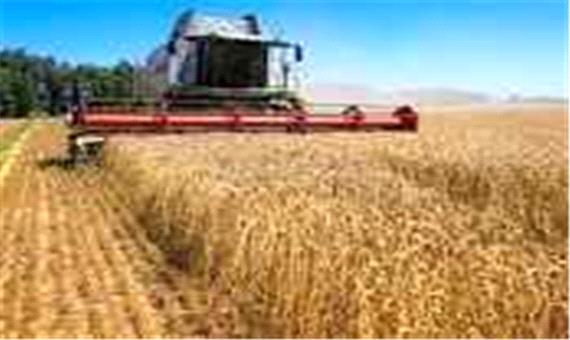 اعلام سیاست‌های حمایتی از کشت قراردادی گندم، جو و دانه‌های روغنی در آذربایجان شرقی
