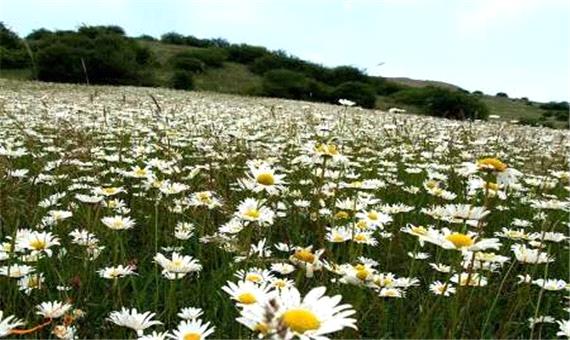 سفره تابستانی جنگل فندقلوی نمین برای گردشگران