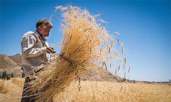 رکورد برداشت گندم در آذربایجان‌غربی شکسته شد
