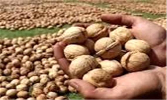 صادرات گردوی آذربایجان شرقی به حوزه خلیج فارس، آسیای میانه و روسیه