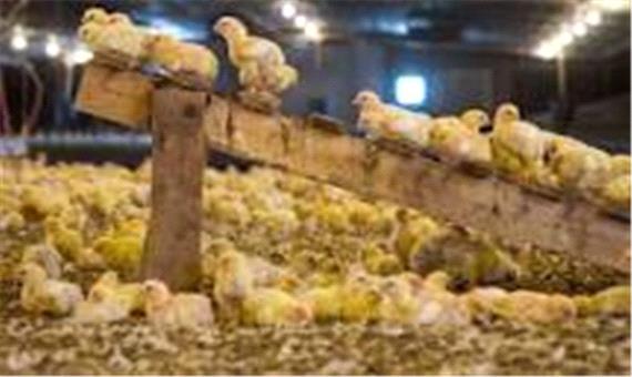 ظرفیت جوجه ریزی 5.5 میلیون قطعه ای در آذربایجان شرقی فراهم است
