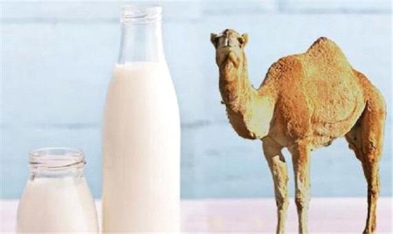 شیر شتر شدت آسم را کاهش می‌دهد