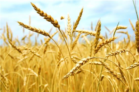 خرید بیش از 3700 تن گندم از کشاورزان هریس