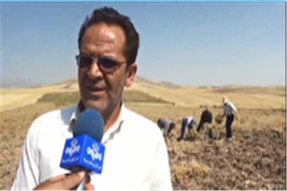 برداشت 6 هزار تن نخود در شهرستان هشترود