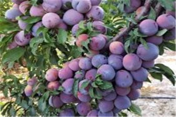 آغاز برداشت آلو از سطح باغات آذربایجان غربی