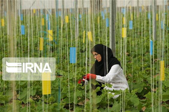 کلینیک گیاه‌پزشکی مراغه مرکز منتخب کشوری شد