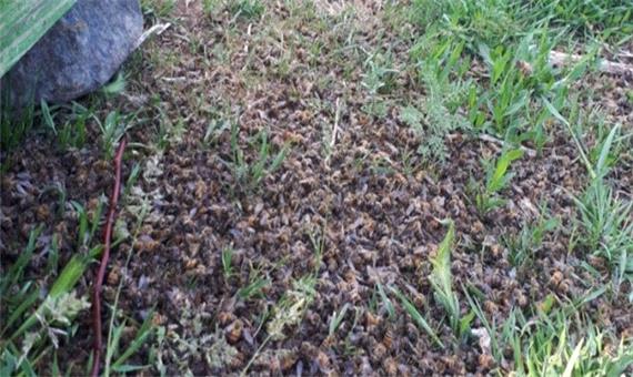 مرگ مشکوک زنبورهای عسل در سراب