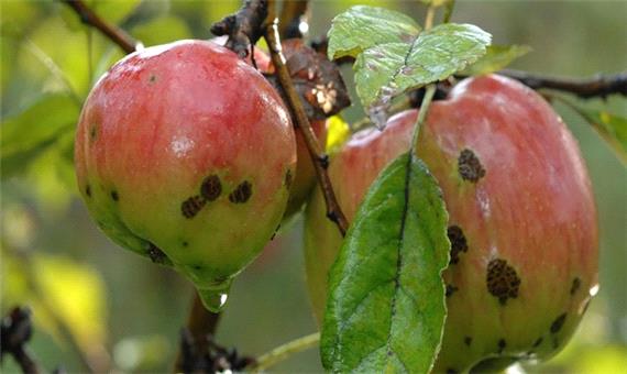 زمان مبارزه با نسل اول کرم سیب در مهاباد اعلام شد