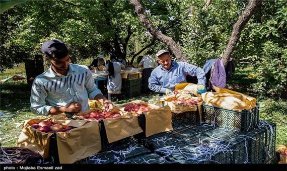 برداشت سیب درختی مرغوب از باغات آذربایجان شرقی به روایت تصویر