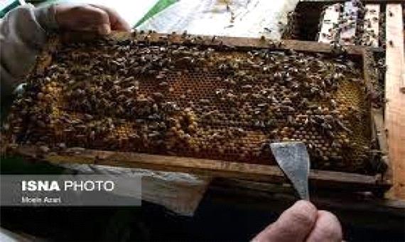 تولید سالانه 98 تن عسل توسط زنبورداران سرعین
