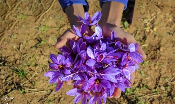 کشت زعفران در 8 هکتار از زمین های زراعی در مهاباد
