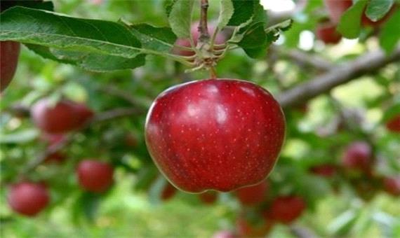 برداشت سیب از باغات شهرستان اهر