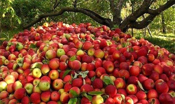 خرید 10 هزار تن سیب صنعتی از باغداران آذربایجان غربی
