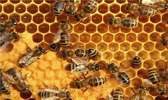 کاهش بارشها تولید عسل را در آذربایجان غربی کم کرد