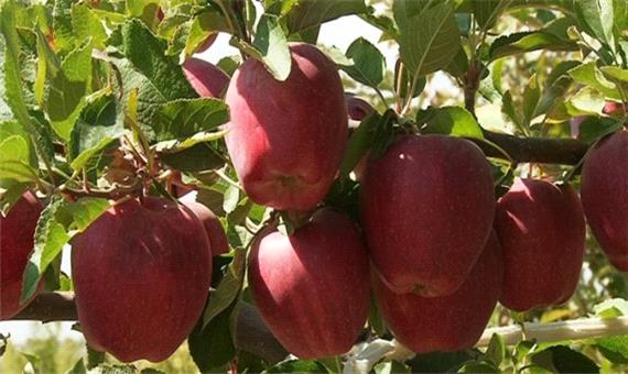 برداشت بیش از 200هزار تن سیب درختی در مشگین شهر