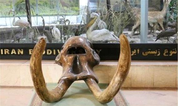 نمایش جمجمه 9 میلیون ساله فیل ماستودونت در موزه تنوع زیستی پارک پردیسان