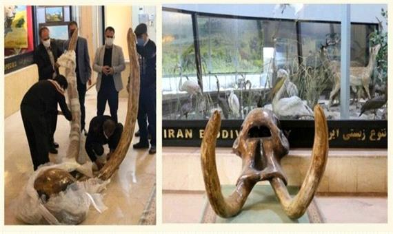 نمایش جمجمه 9 میلیون ساله ماموت در تهران