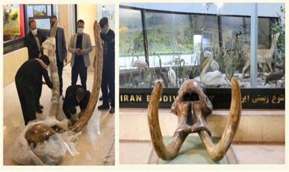 نمایش جمجمه 9 میلیون ساله ماموت در موزه تنوع زیستی پردیسان