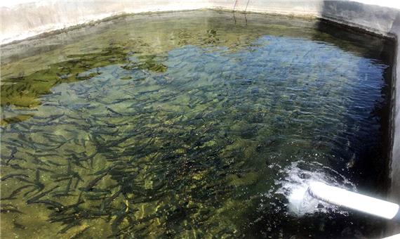 استفاده از آب مغناطیسی برای اولین بار در مزارع پرورش ماهی آذربایجان‌شرقی