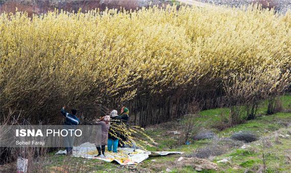 آغاز برداشت شکوفه‌های درختچه بیدمشک از 60 هکتار از اراضی آذربایجان غربی