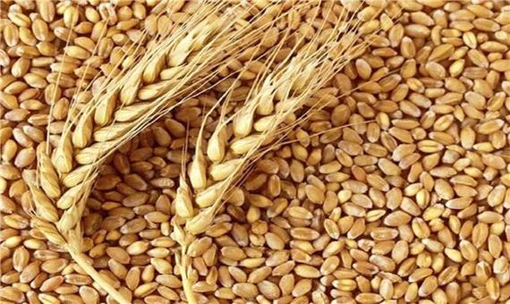 دانش تولید گندم نان «صدرا» به بخش خصوصی واگذار شد