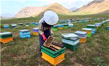 خسارت سنگین سموم به زنبورداران مراغه‌ای