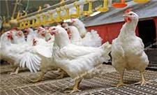 بیش از یک میلیون قطعه جوجه‌ریزی در مرغداری‌های مهاباد انجام شد