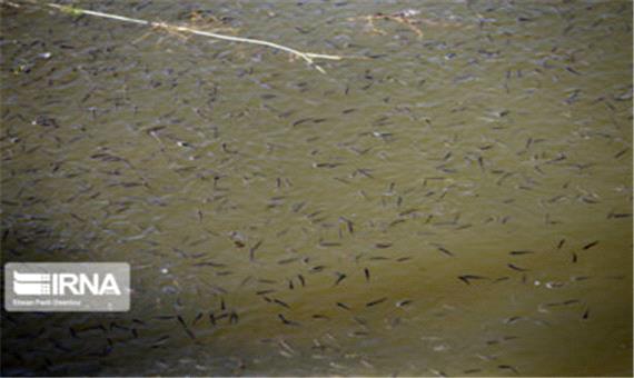30 هزار قطعه بچه ماهی در مزارع پرورش ماهی مرند رهاسازی شد