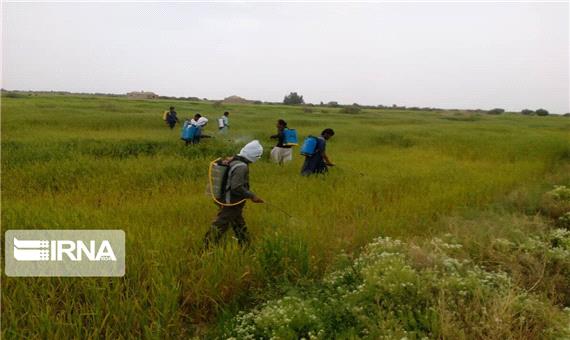 مبارزه با آفت در بیش از 90 هزار هکتار مزارع گندم آذربایجان غربی انجام شد