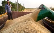 پیش‌بینی تولید 320 هزار تن گندم در استان اردبیل