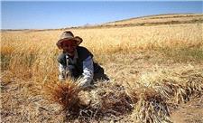 پیش بینی برداشت 60 هزار تن گندم در پارس آباد