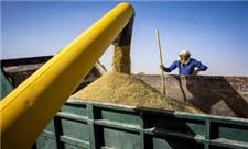 3400 تن گندم در آذربایجان‌شرقی خرید تضمینی شد