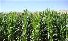 کشاورزان از بذر اصلاح شده استفاده کنند/ اختلاط بذور خطر ابتلا به سیاهک را افزایش می‌دهد