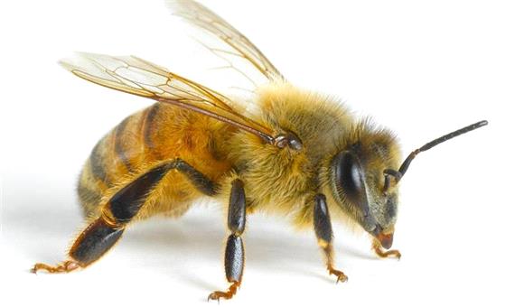 زنبوری که قیمتش در یک روز 1000 درصد افزایش یافت!