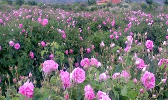 تولید بیش از 5 هزار و 500 تن گل محمدی در آذربایجان‌شرقی/ صادرات اسانس گل محمدی به اروپا