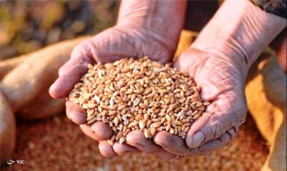 پیش بینی تولید بیش از 25 هزار تن بذر اصلاح شده گندم و جو در آذربایجان غربی