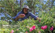 افزایش میانگین تولید گل محمدی از دو تن به 3.4 تن در اسکو