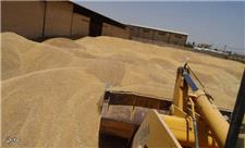 ظرفیت ذخیره گندم در مهاباد 208 هزار تن است