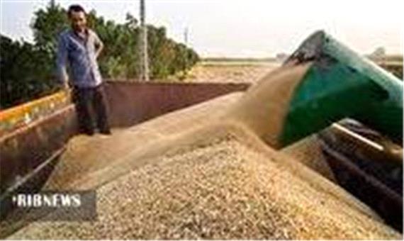 خرید تضمینی 93 هزار تن گندم در آذربایجان‌غربی