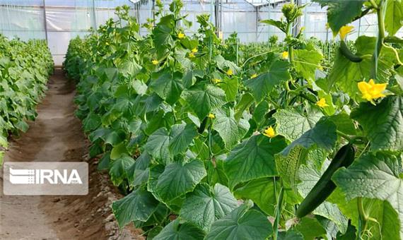 سالانه 10 هزار تن سبزی و سیفی در گلخانه‌های آذربایجان غربی تولید می‌شود