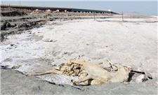 نگین فیروزه‌ای ارومیه در یک قدمی خشکسالی/ ضرورت برنامه‌ریزی برای احیای دریاچه